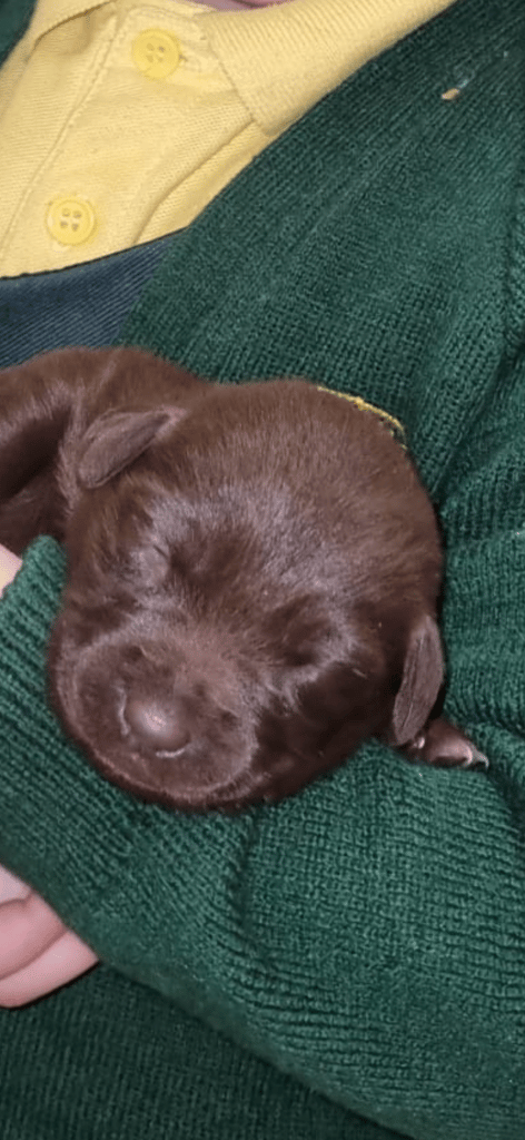 Chocolate Lab/Collie Cross