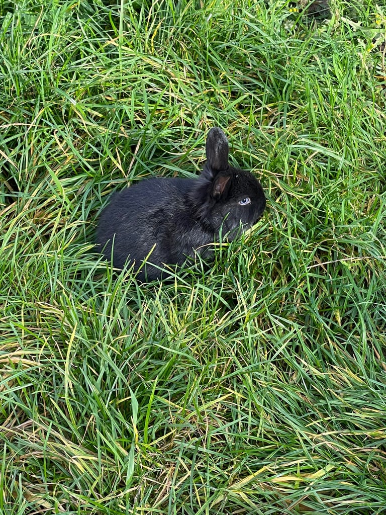 Black bunnies and Black and white baby bunnies with blue eyes