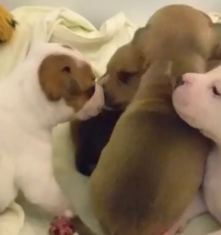 Staffordshire Puppies 