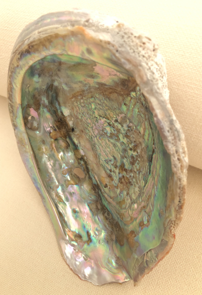 Large Abalone (?) shell ONO