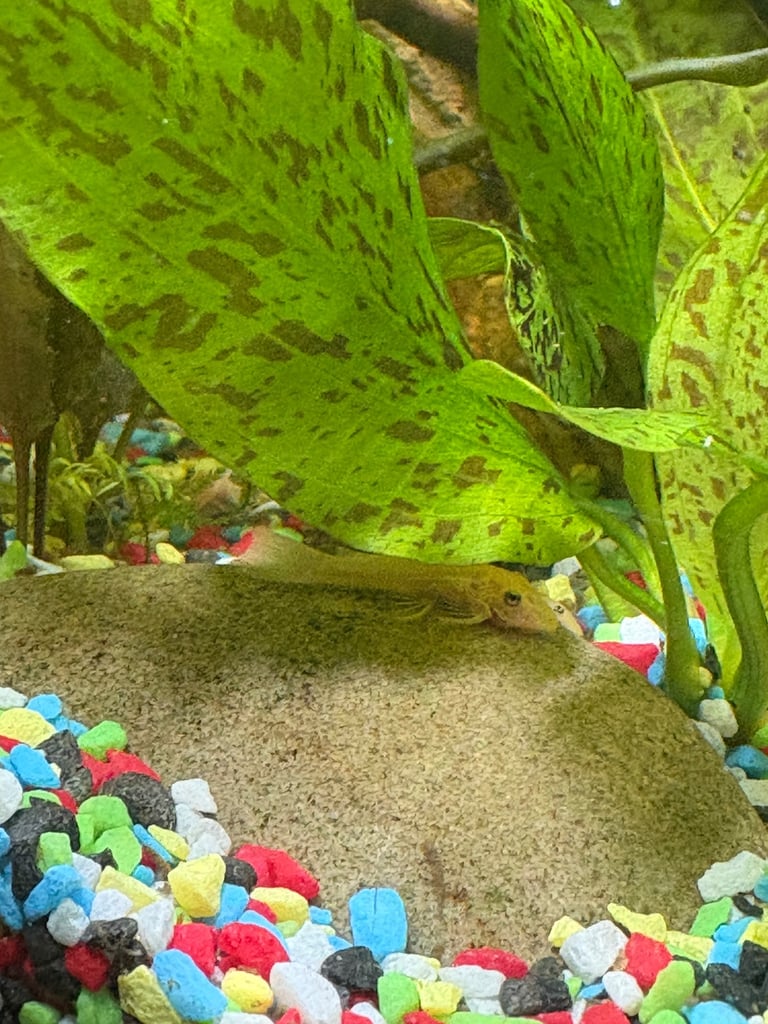 Blue Eye Lemon Bristlenose Pleco