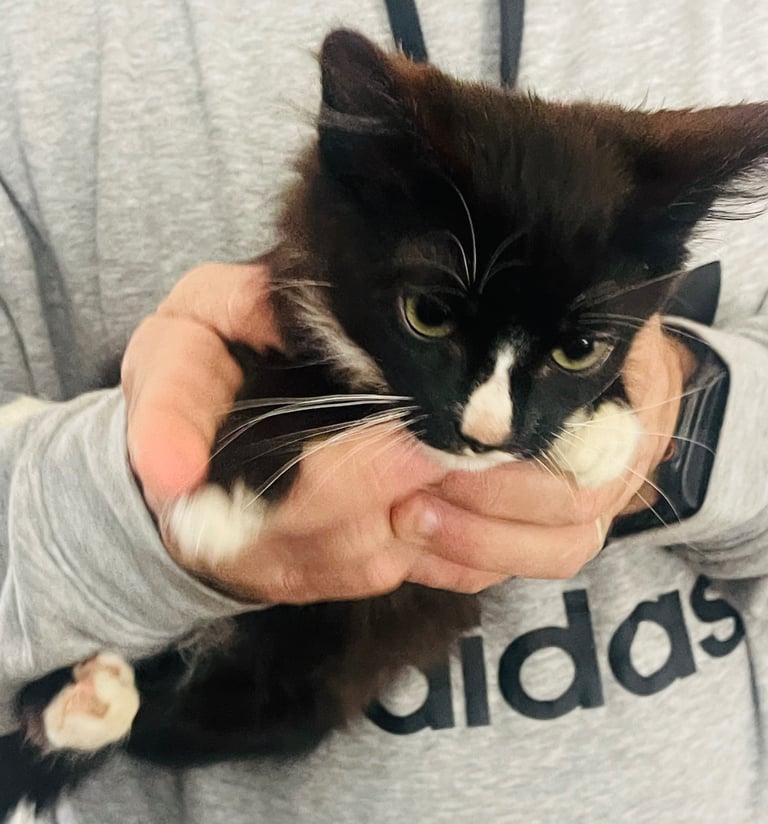 Black and white kitten for sale. 