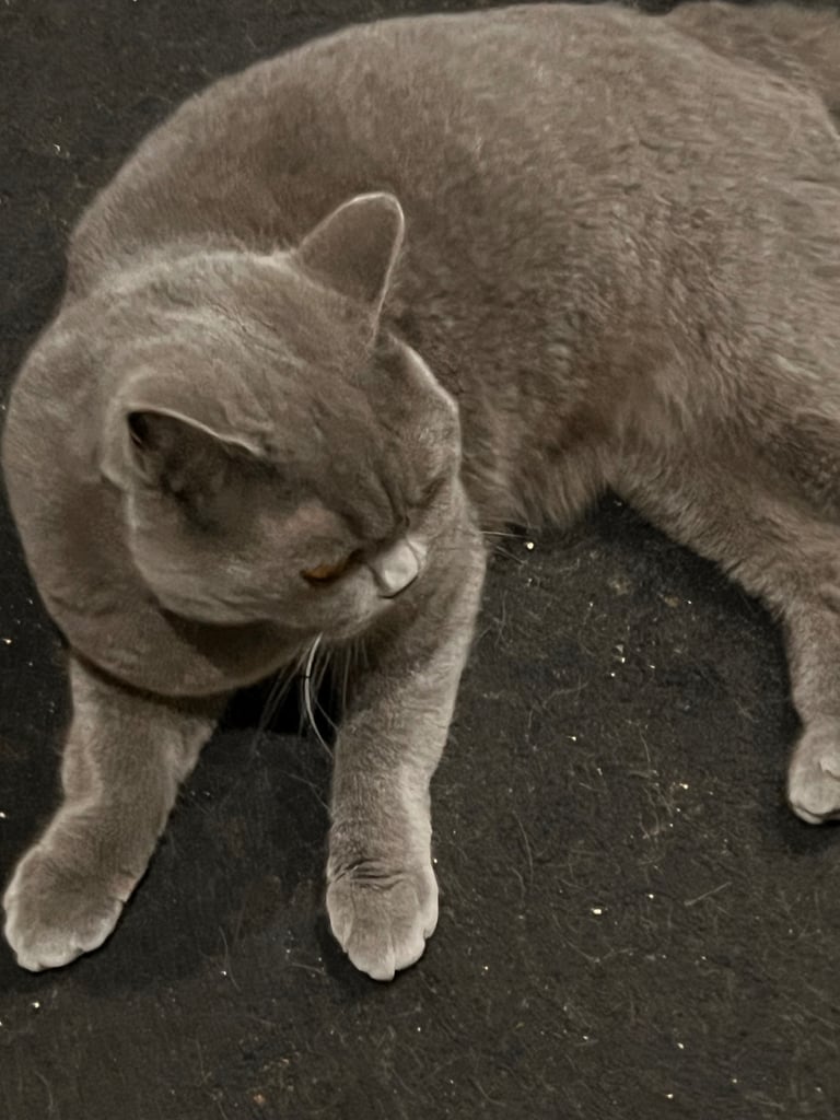 Scottish shorthair 