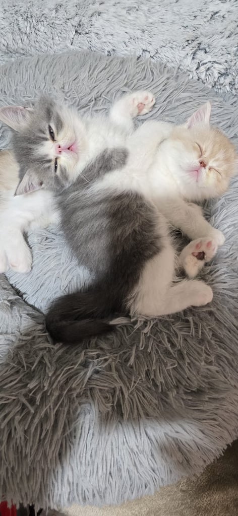 Persian Kittens