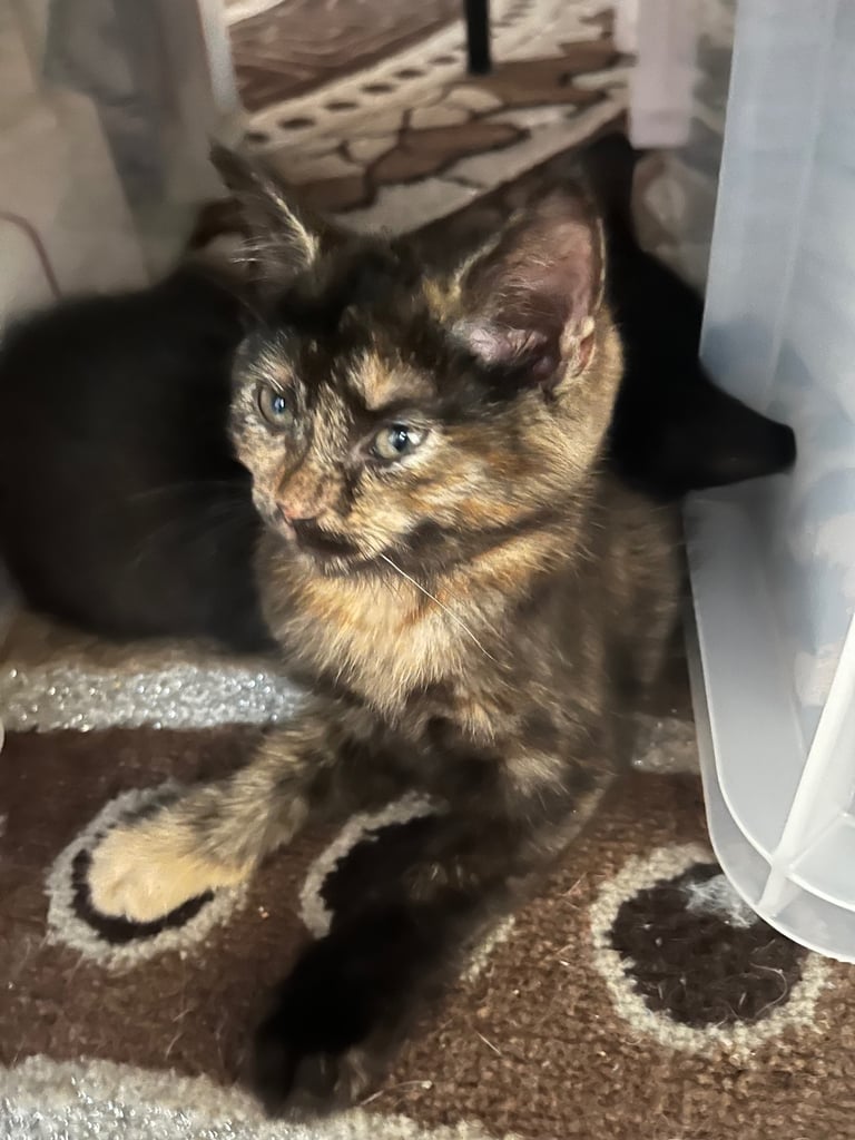 Playful kittens .Edgware 