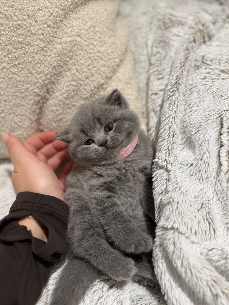 BSH kittens - All SOLD 