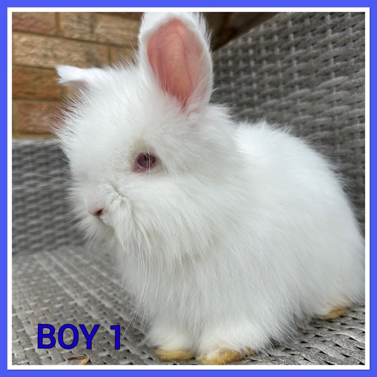 Pure Angora babies English full faced rabbits 