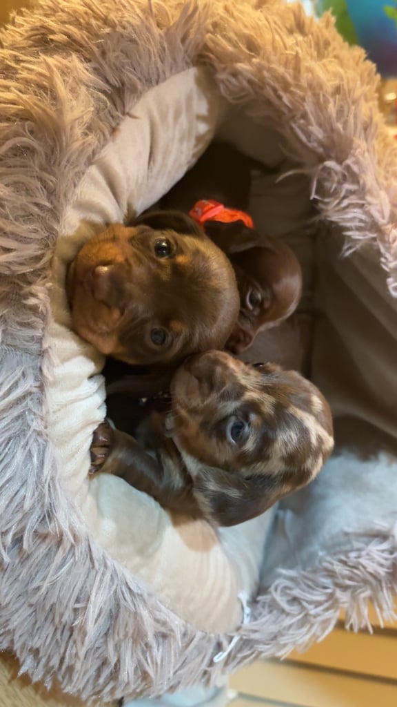 Miniature Dachshund Puppies 