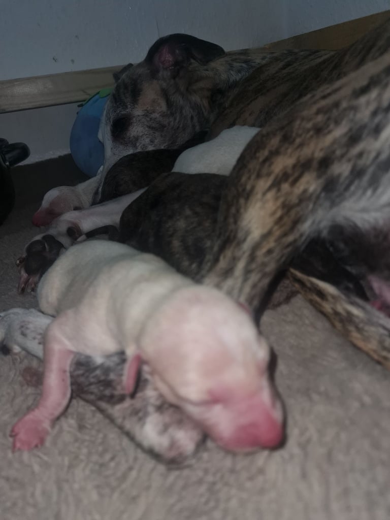 Full Pedigree Whippet Puppies