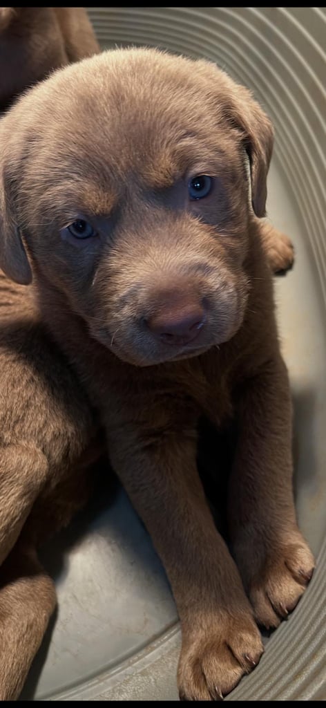 Silver Labrador puppy’s 