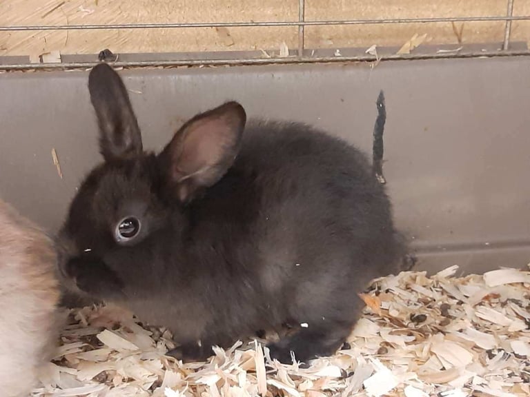 Lop/Lionhead Rabbits 