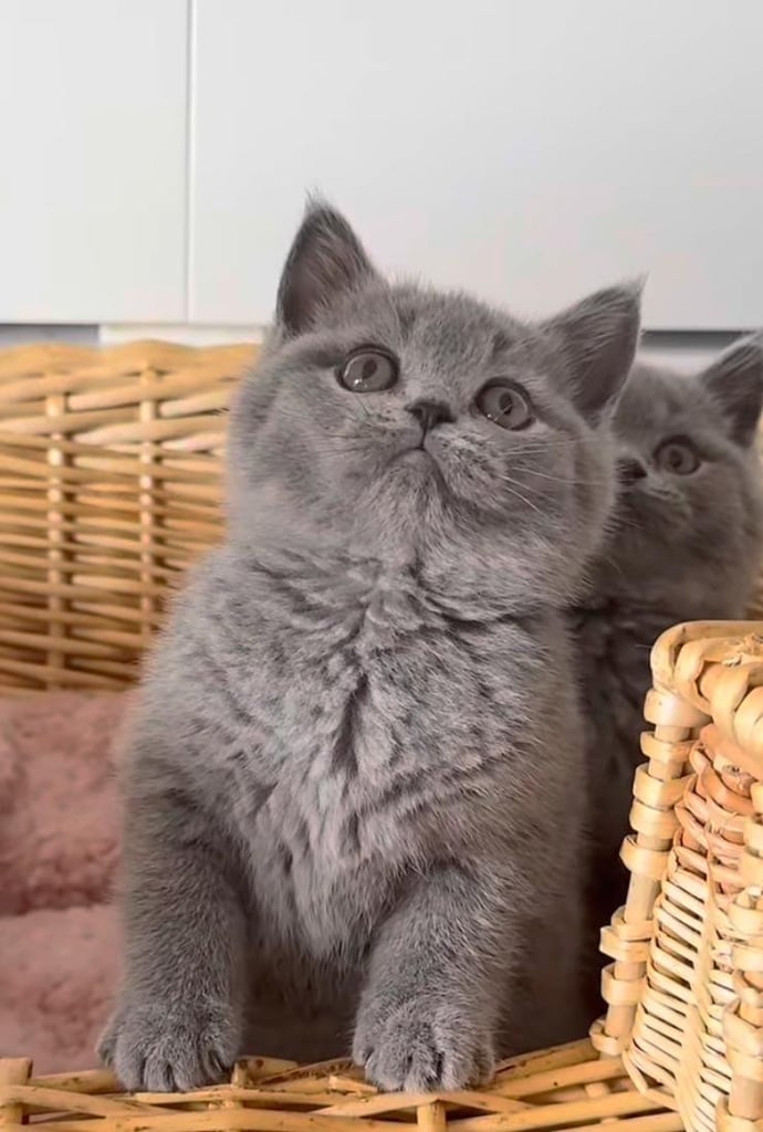 Blue Kittens 