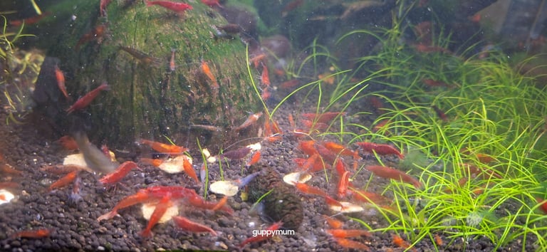 image for CLEAN UP COLONY FOR TROPICAL AQUARIUMS.