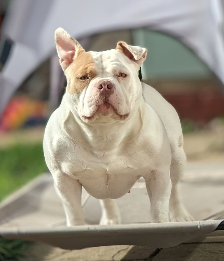 American Pocket ⭐⭐⭐⭐