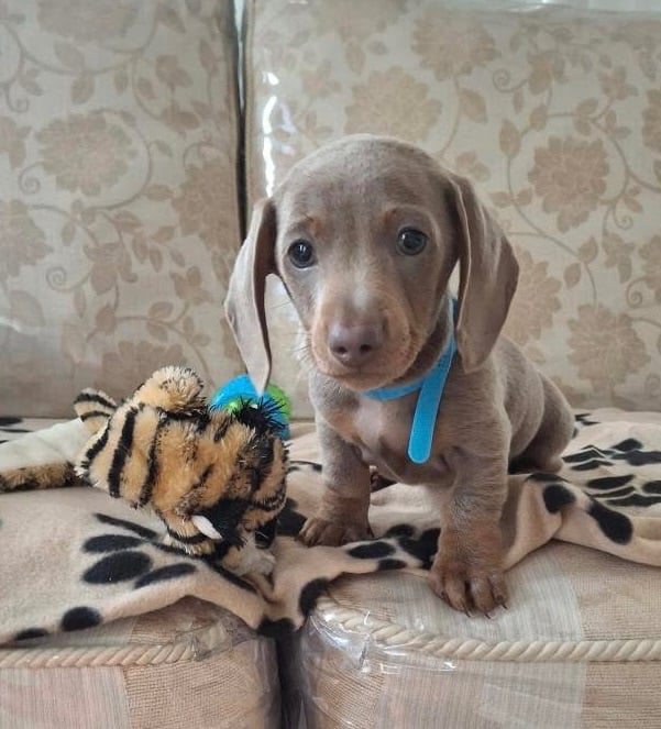 Miniature dachshund puppies (READY NOW)