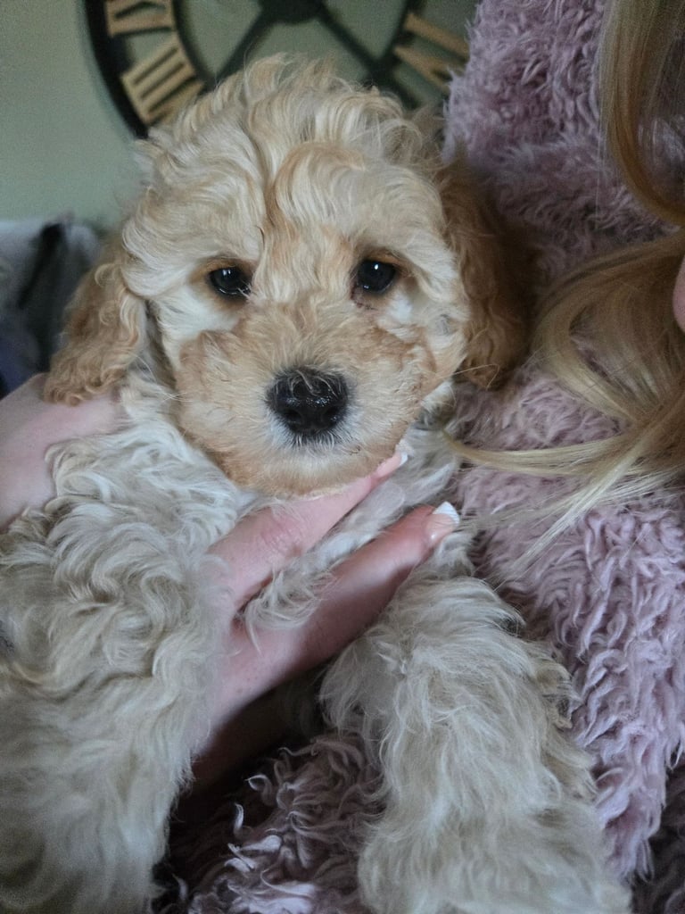 Gorgeous F1 Cockapoo Puppies