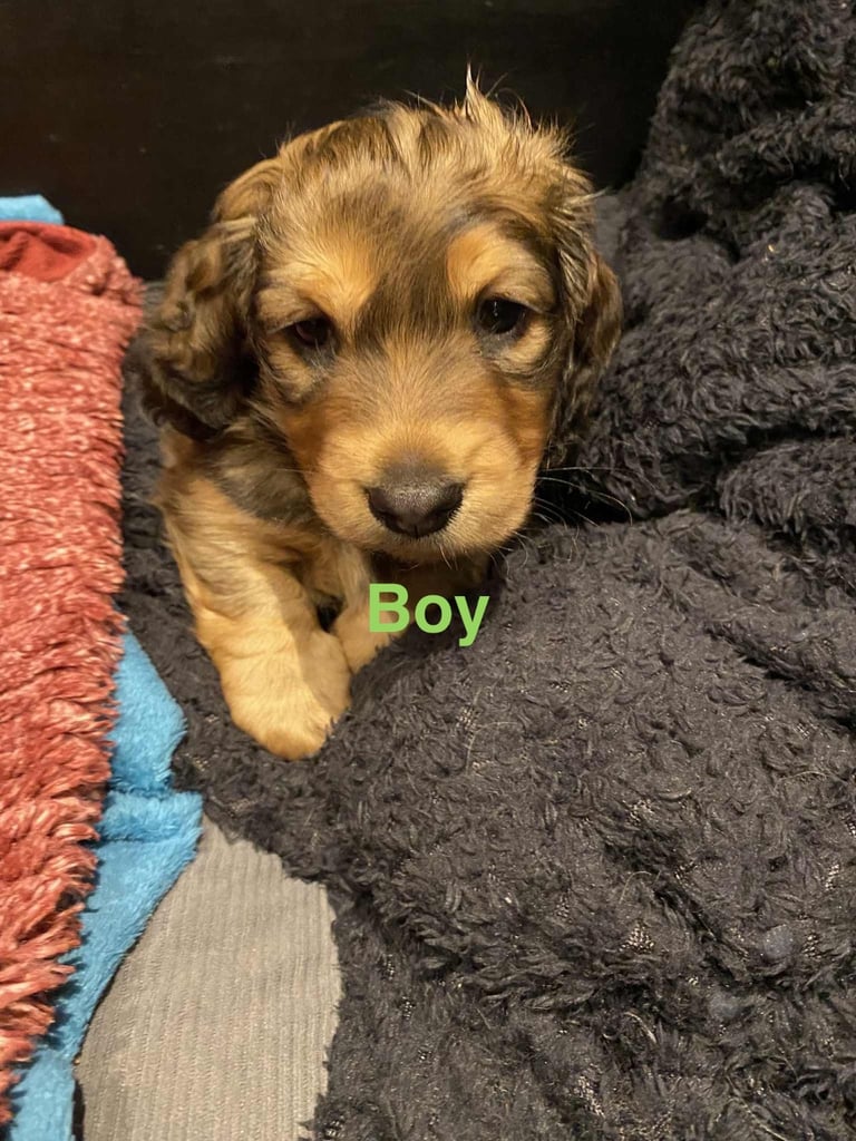 Beautiful KC Long Hair Miniature Dachshund  puppies! Looking for there forever 5* homes! 🏡 🥰🐾🐶