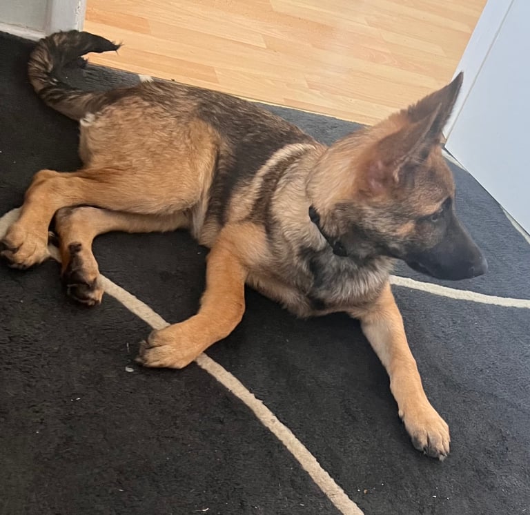 German Shepherd Male Dog 6 months Old 