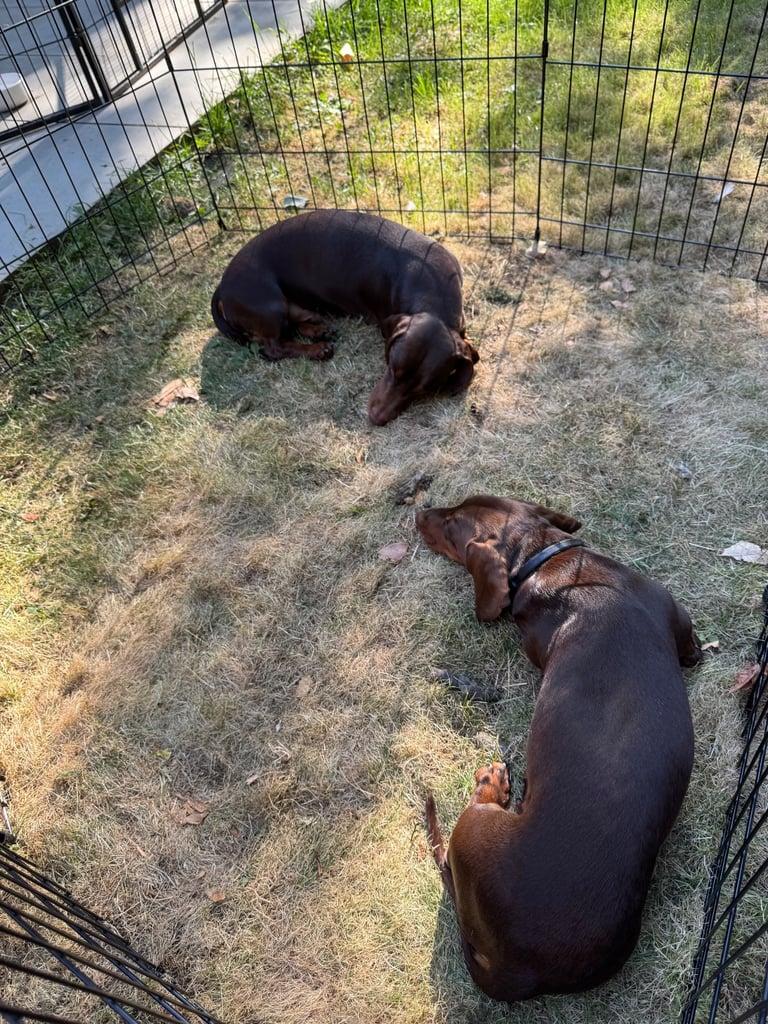 Two Minature Dachshunds (1yr & 2yr)