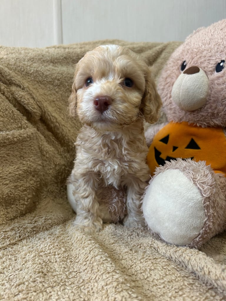 Beautiful Cockerpoo Puppies