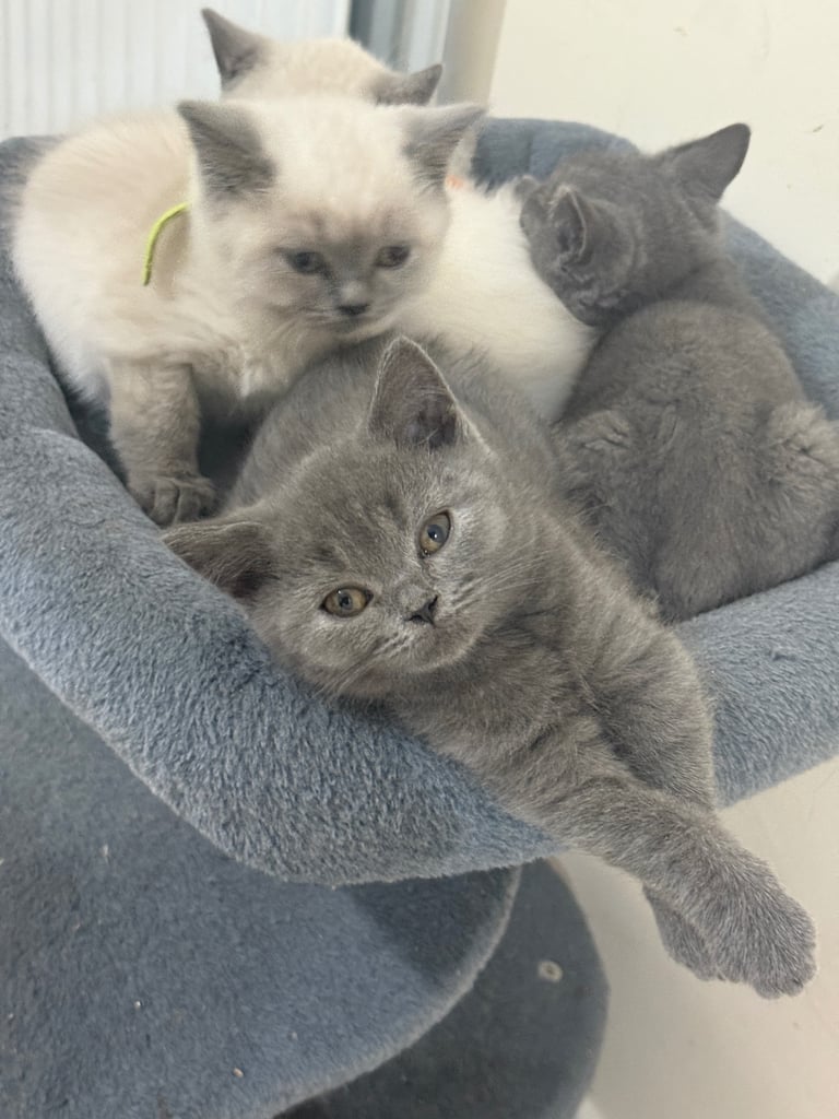 British Shorthair Kittens: 2 Blue Boys, 3 Colourpoint (2 Girls, 1 Boy) – Ready for Their New Homes