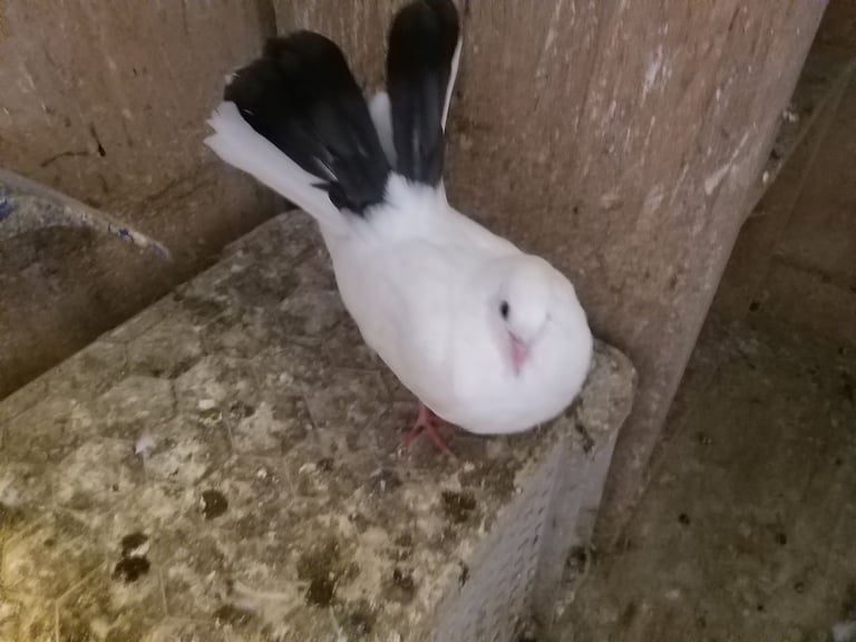 image for English garden fantail pigeons 