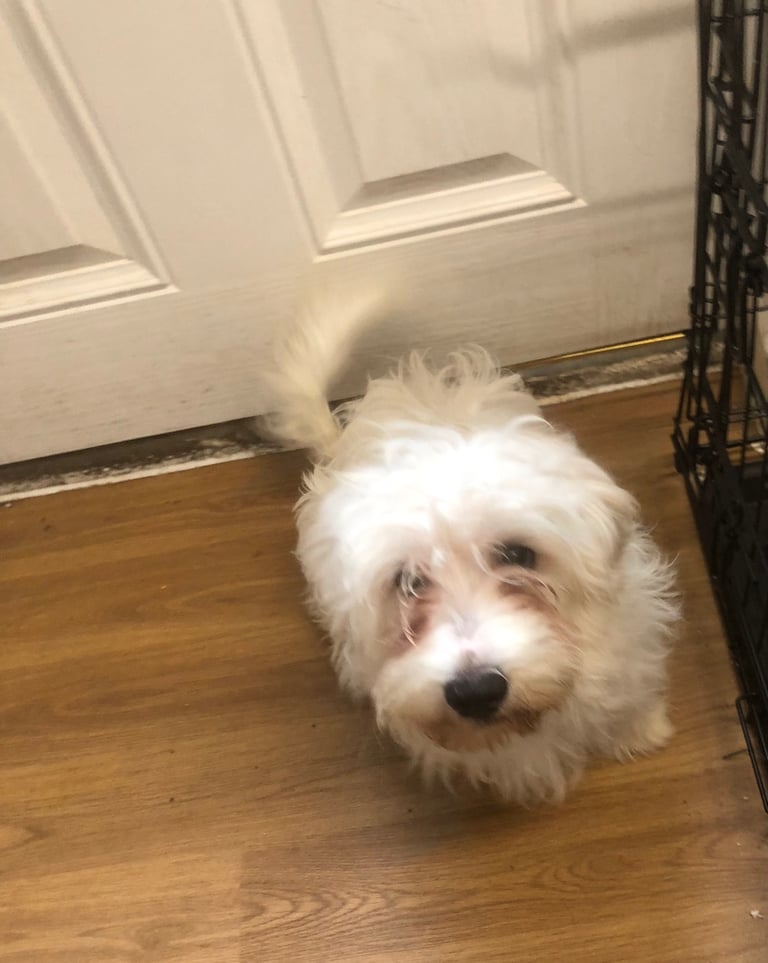 Maltese cross bichon frise male 4 months old pup