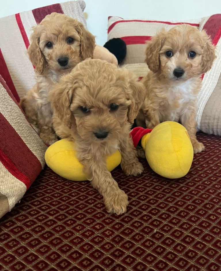 Cavapoo puppies (Cavalier King Charles x Toy Poodle) | in Dungannon ...