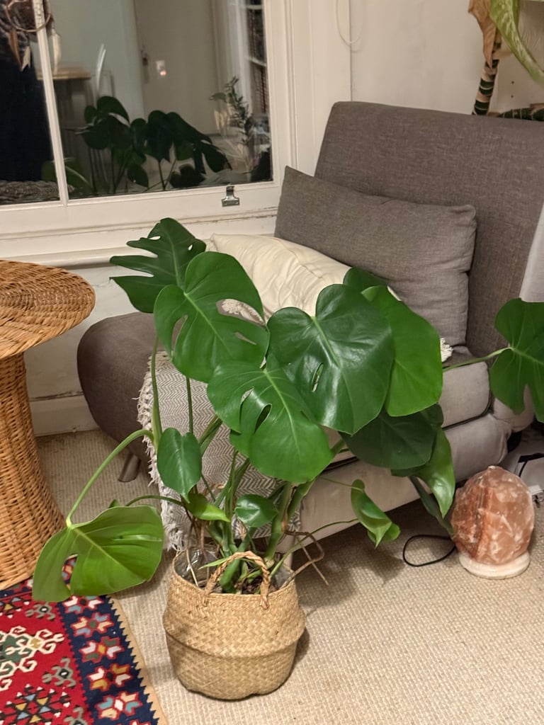 Large healthy monstera plant with pot