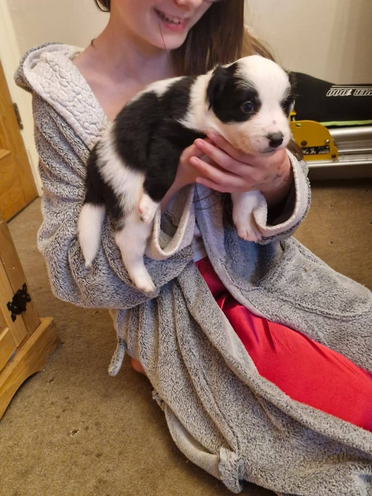 2 x black and white male puppies for sale 