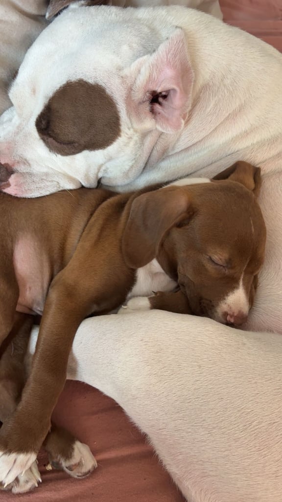image for Cocker spaniel x American Bulldog 6 month old puppy 
