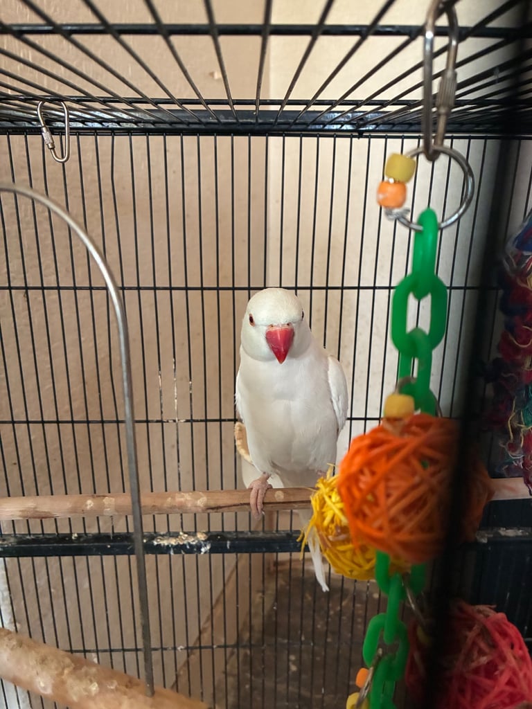 Birds and cages for sale 