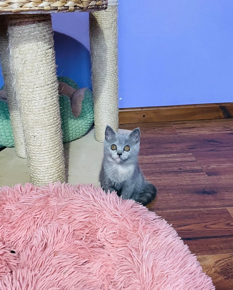 British Shorthair girls and boy looking for a new home