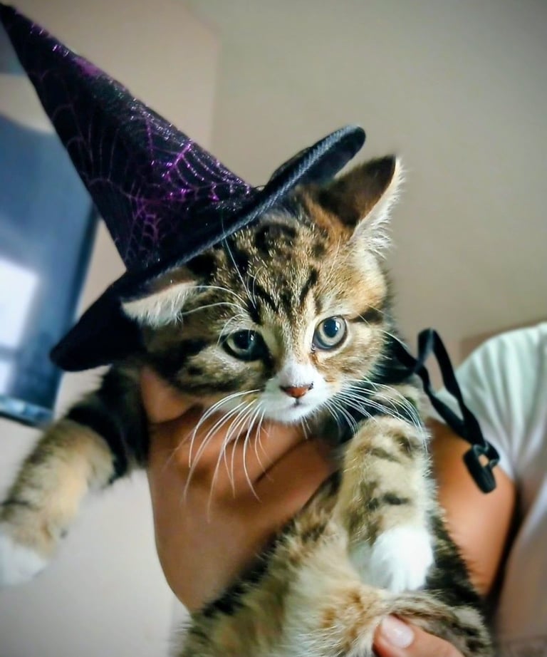 Bengal persian kitten 