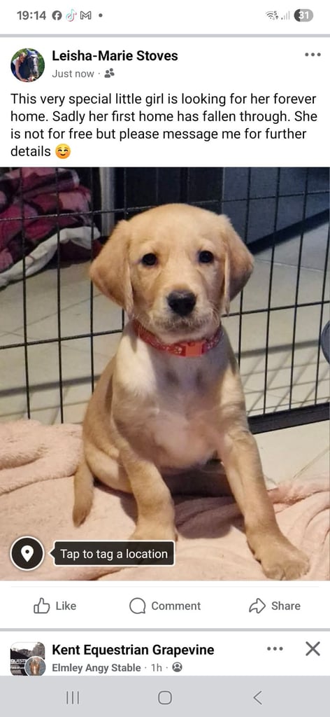 image for Beautiful female retriever puppy