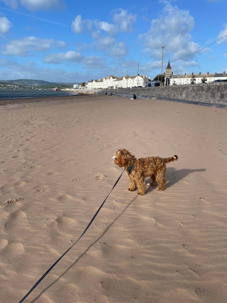 5 and a half month cockapoo
