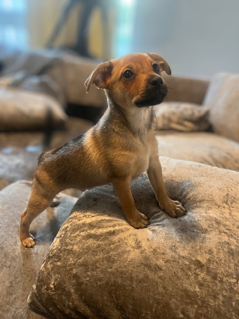 Jack Russell x Chow Chow puppies for sale 