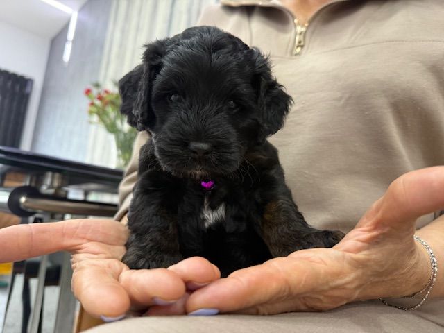Cockapoo Girl Puppy F1 : 6weeks Old