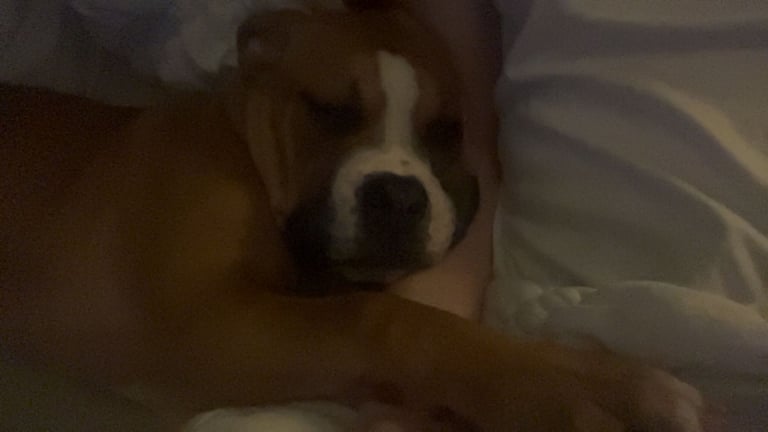 Alapaha Blue Blood Bulldog- Full pedigree