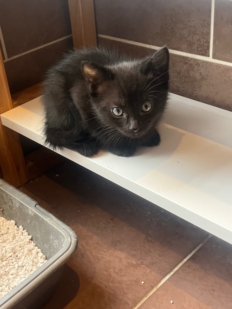 11 week old kittens 