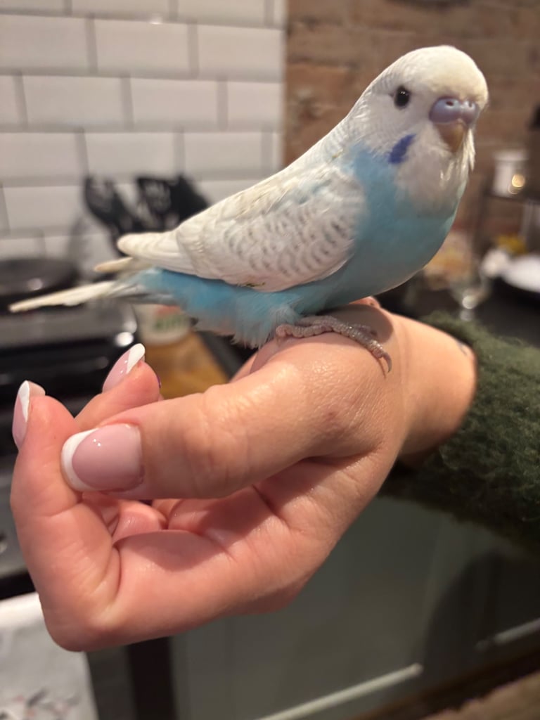Hand tame budgie & set up(bargain)
