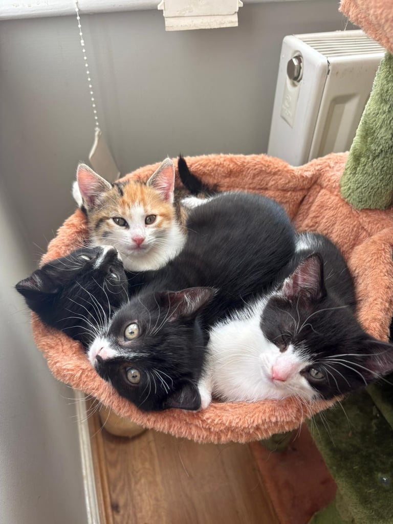 Gorgeous kittens looking for their new homes.