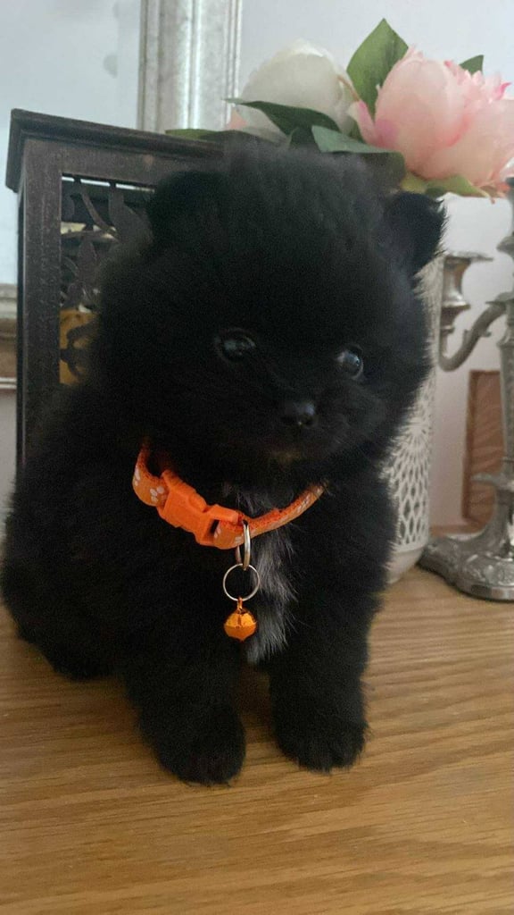 Pomeranian puppies - AVAILABLE 