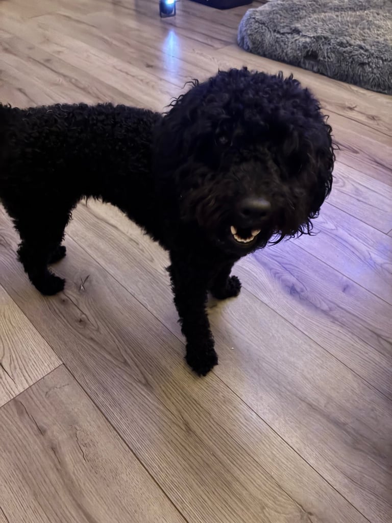 14 month old black Schnoodle 