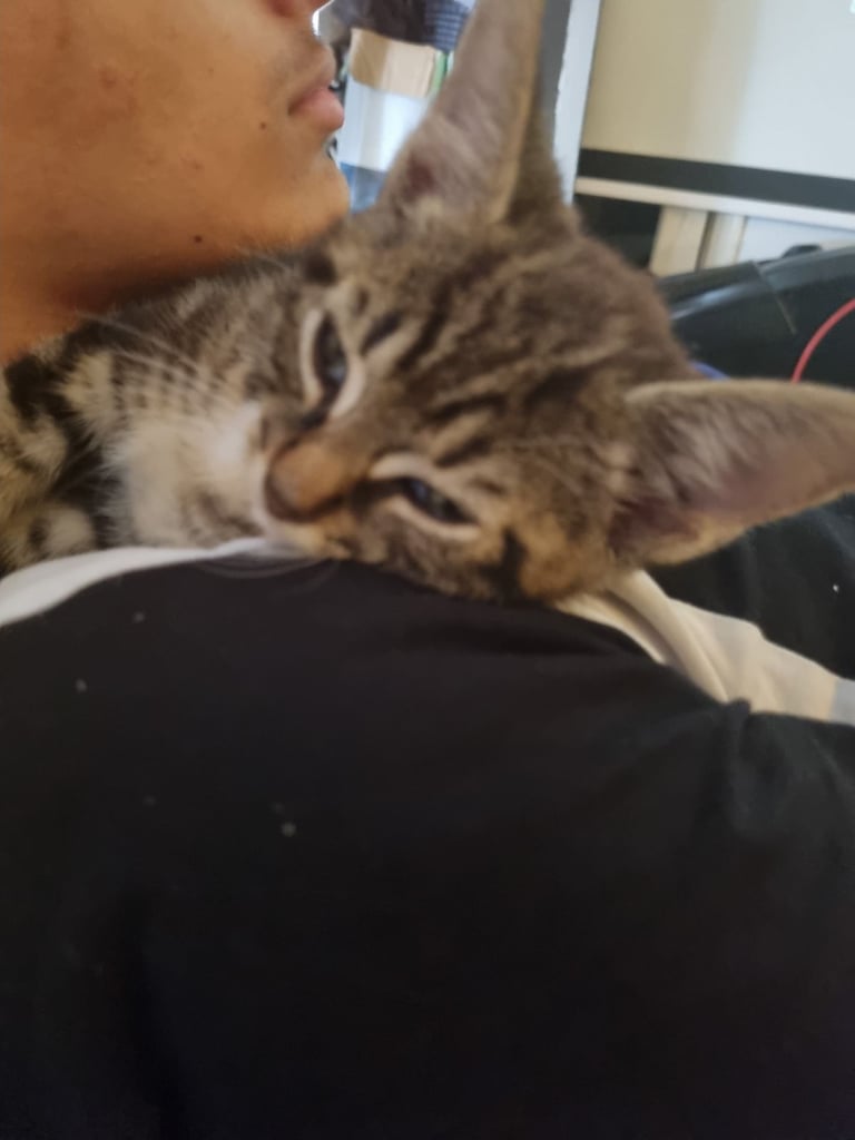 Adorable kittens seeking new home