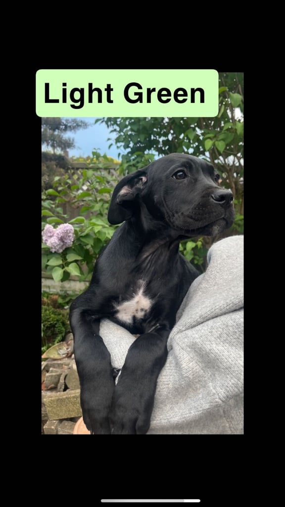 image for FULL CANE CORSO PUPPIES 