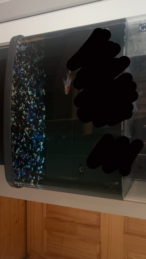 fish tank need gone soon