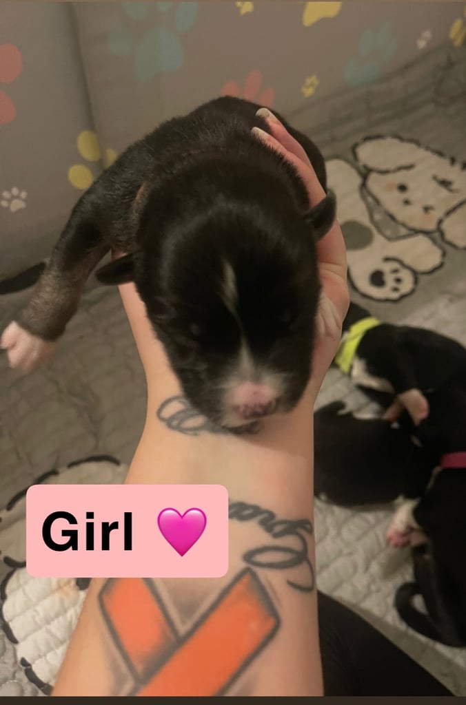 Borsky puppies !! SOLD SOLD !!