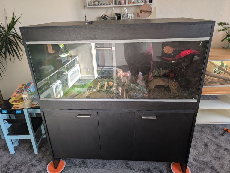 Bearded dragon vivarium 4ft 