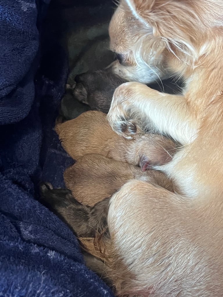 Pomchi 